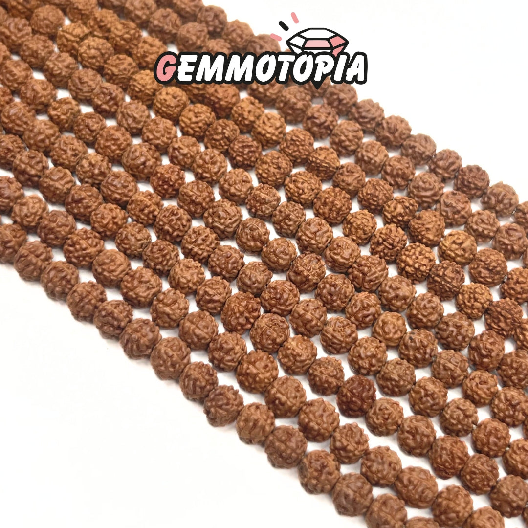 Graines de Rudraksha 5 MM